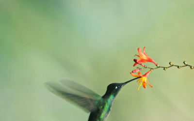 Comunidad de comunidades: SOSImpacto