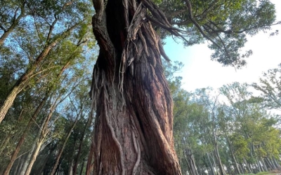 La Regeneración: un viaje hacia la sostenibilidad de la vida
